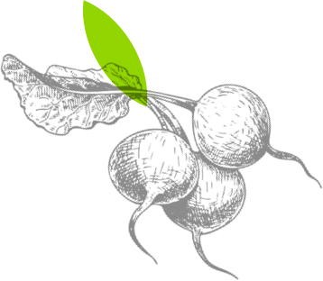 Beets illustration
