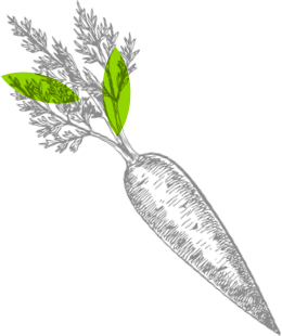 Carrot illustration