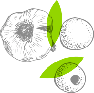 Garlic illustration