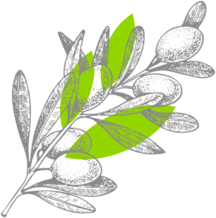 Olive branch illustration