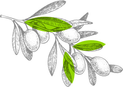 Olive branch illustration