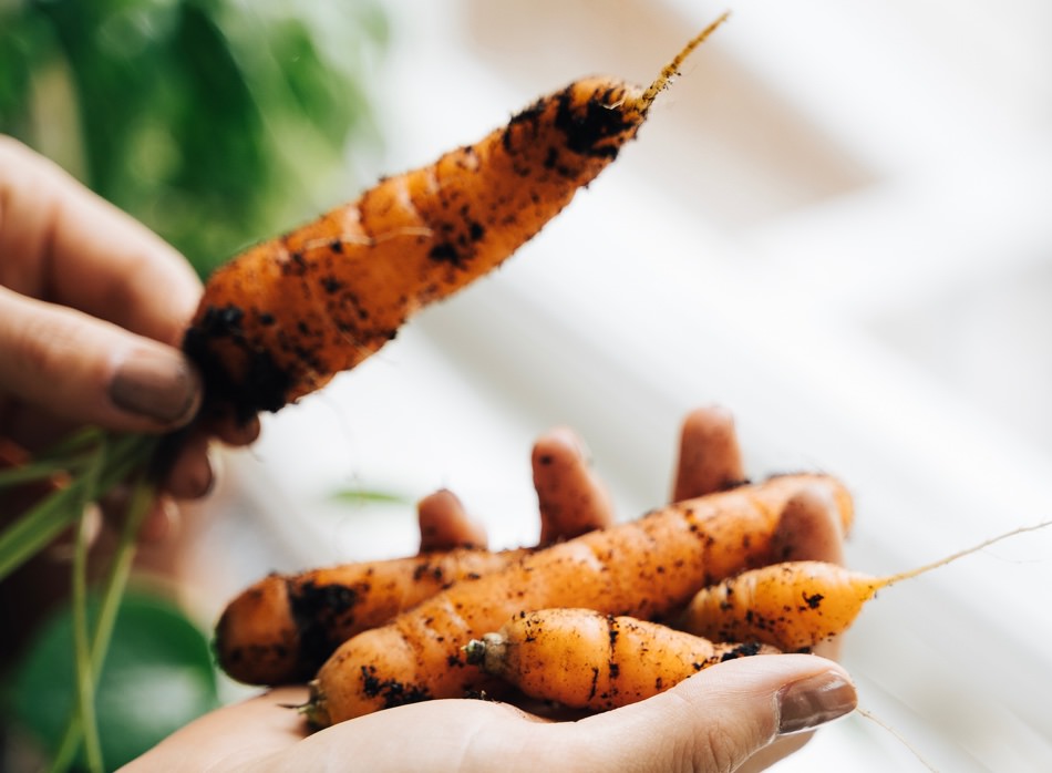 Carrot